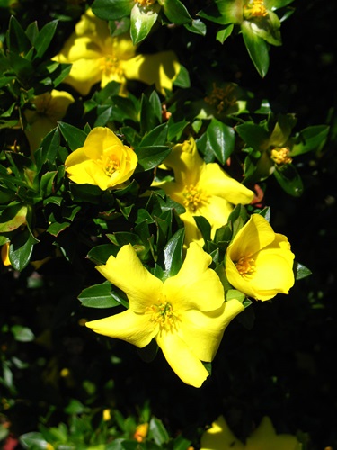 hibbertia cuneiformis