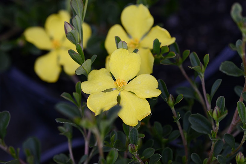 hibbertia obtusifolia