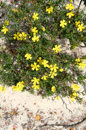 hibbertia obtusifolia
