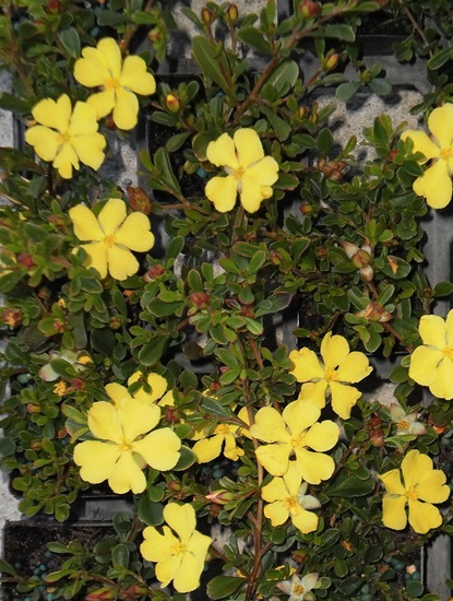hibbertia obtusifolia
