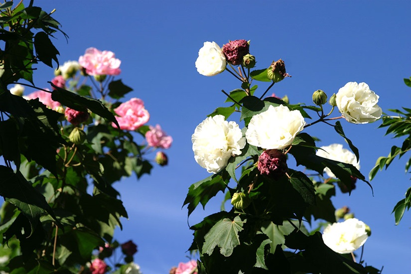 hibiscus mutabilis