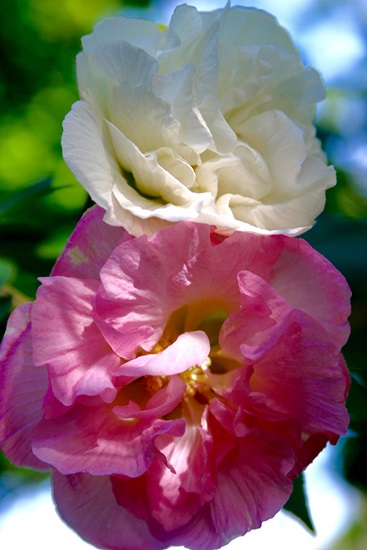 hibiscus mutabilis