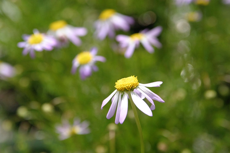 Brachyscome iberidifolia