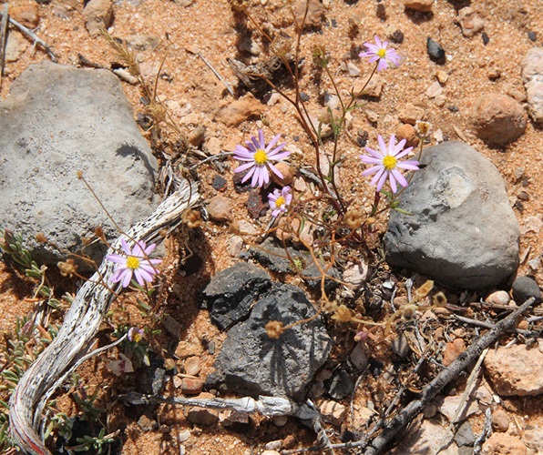 Brachyscome iberidifolia