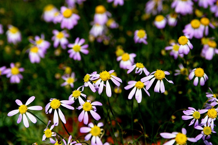 Brachyscome iberidifolia