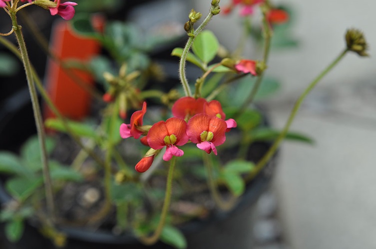 kennedia coccinea