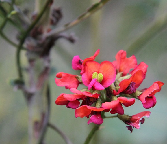 kennedia coccinea