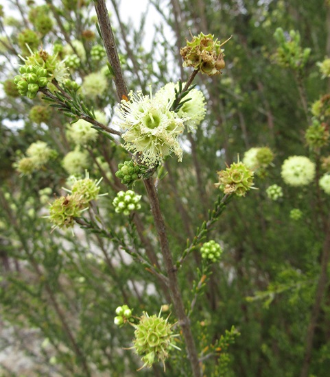 kunzea ericfolia