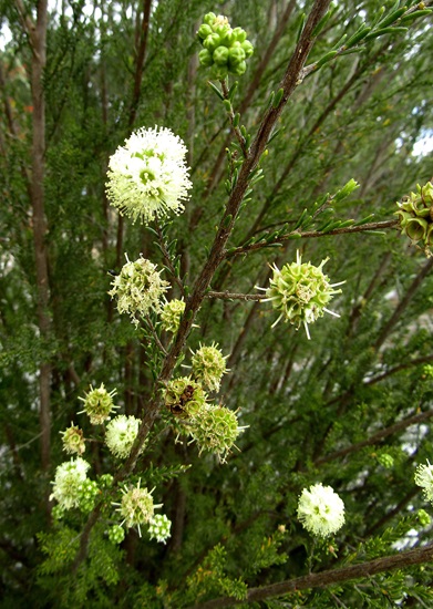 kunzea ericfolia