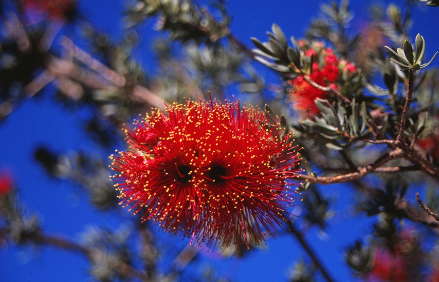 kunzea pulchella