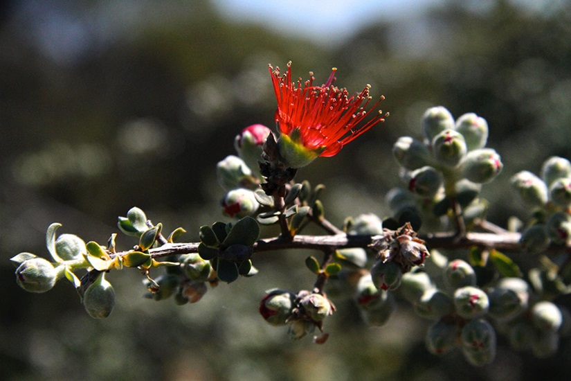 kunzea pulchella