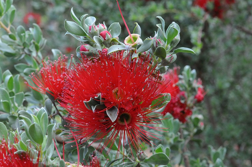 kunzea pulchella