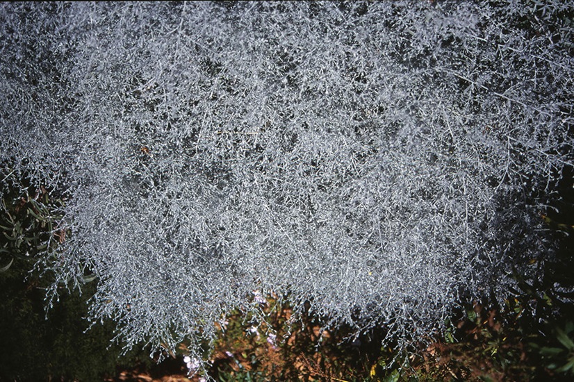 lanuginosa