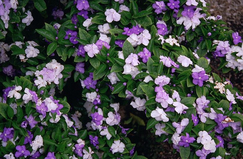 Brunfelsia latifolia