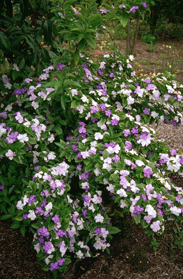 Brunfelsia latifolia