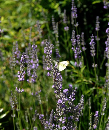 lavandula angustifolia