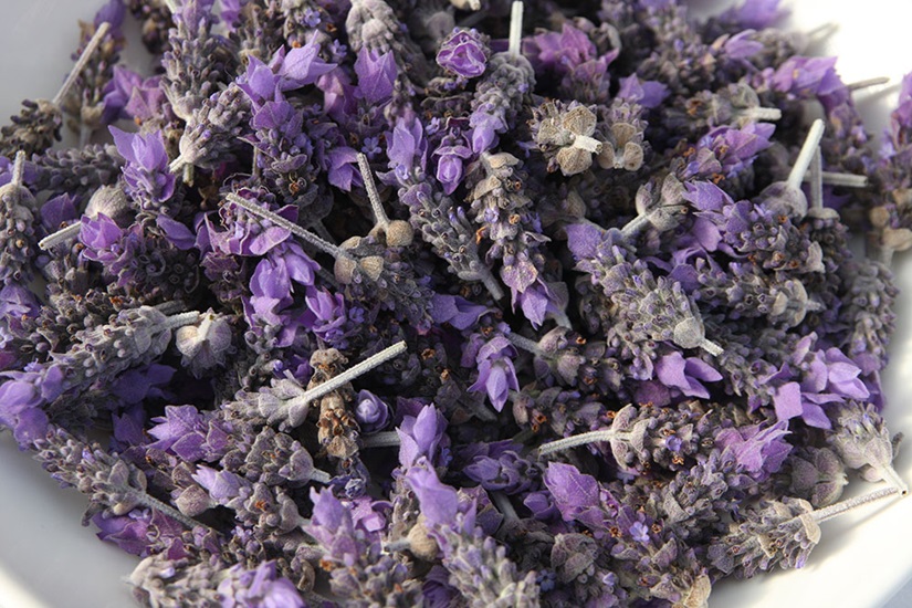 lavandula angustifolia