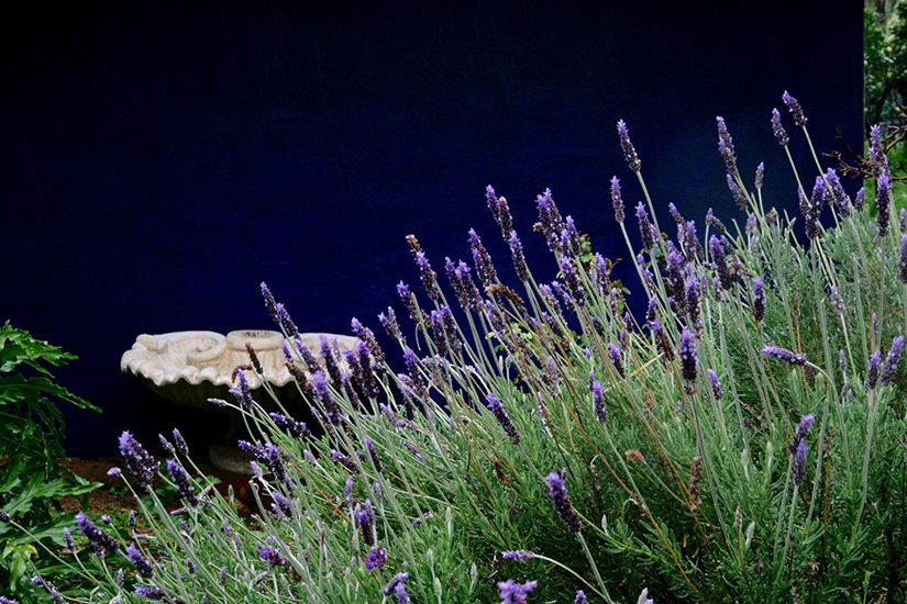 lavandula angustifolia