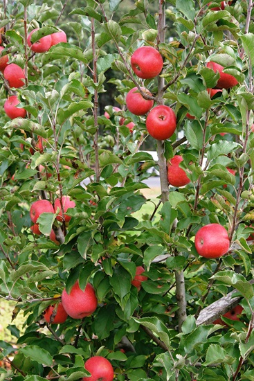 malus