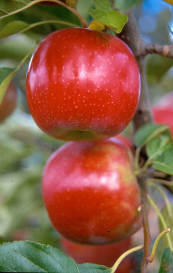malus