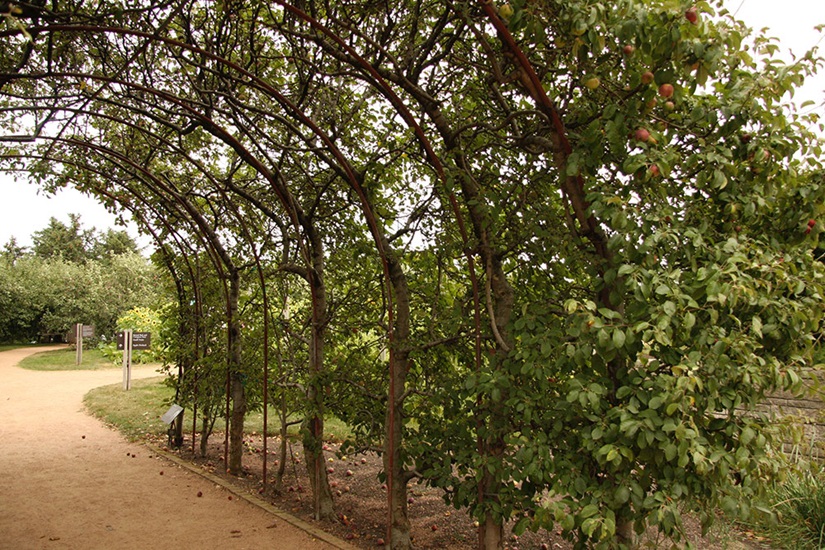 malus