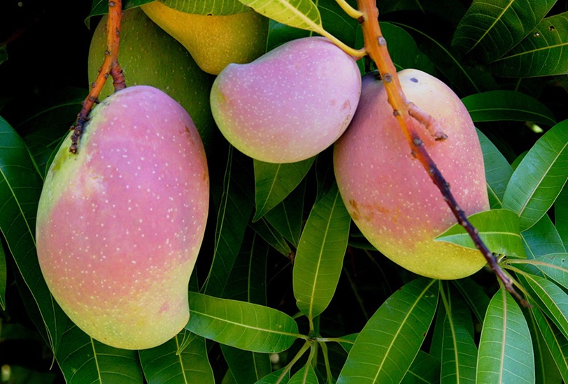 mangifera indica