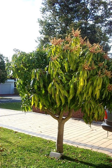 mangifera indica