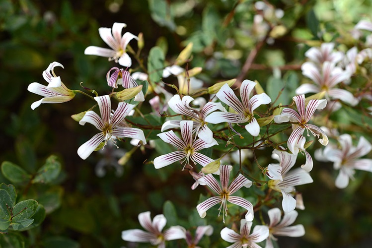 marianthus bicolor