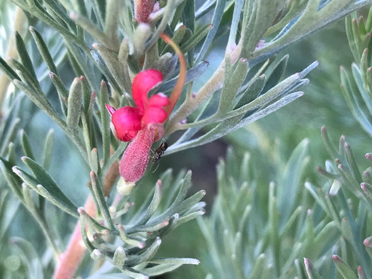 Adenanthos meisneri