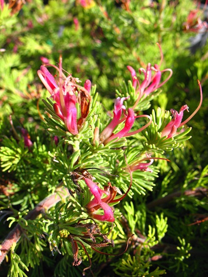 Adenanthos meisneri