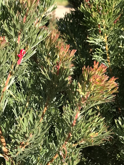 Adenanthos meisneri
