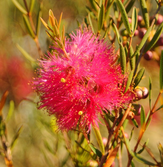 melaleuca