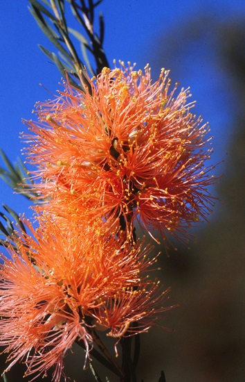 melaleuca
