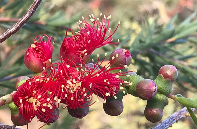 melaleuca