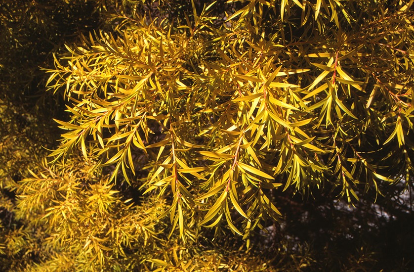 melaleuca bracteata
