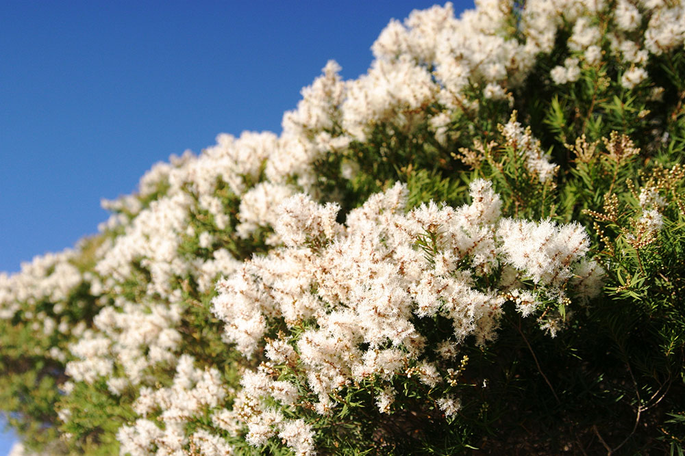 melaleuca linariifolia