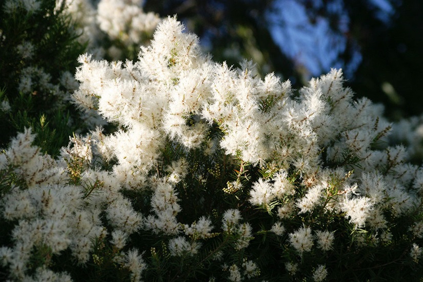 melaleuca linariifolia