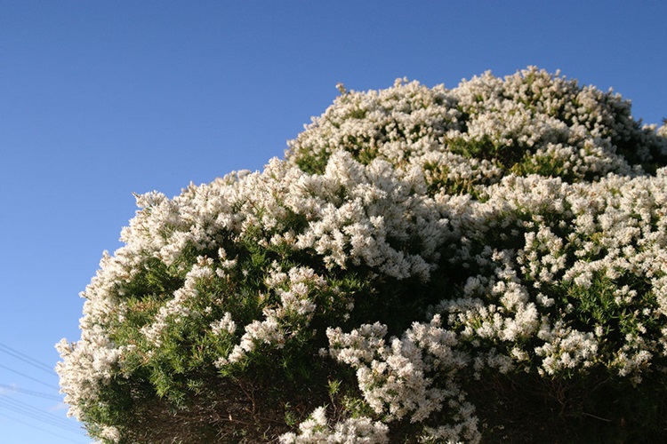 melaleuca linariifolia
