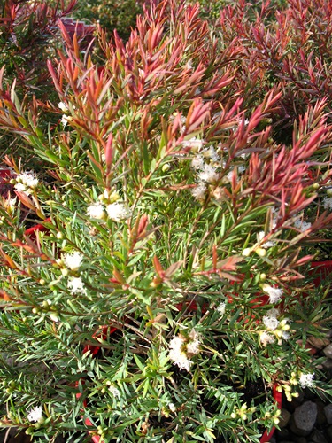 melaleuca linariifolia small