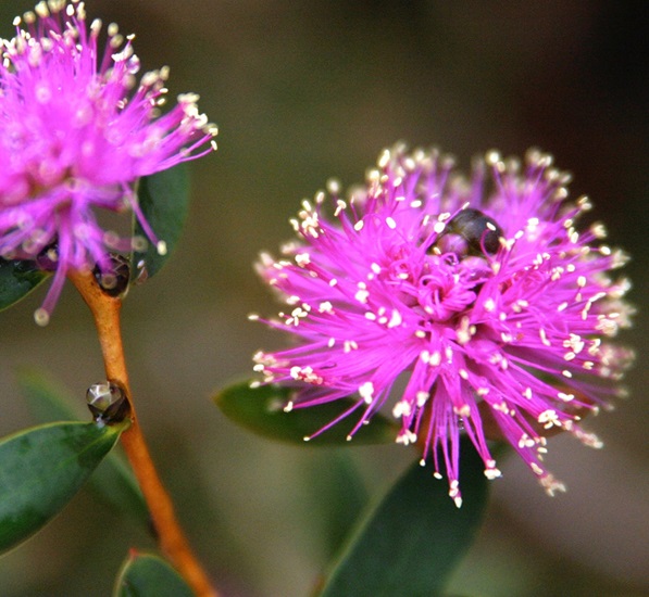 melaleuca littlenessie