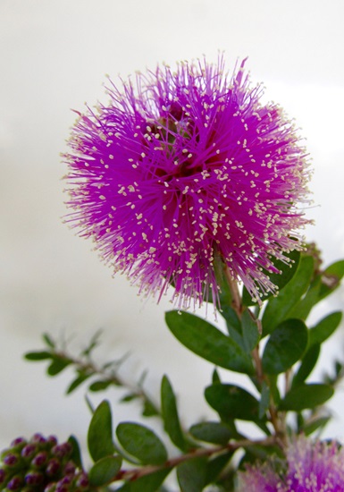 melaleuca nesophila