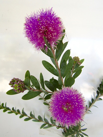 melaleuca nesophila