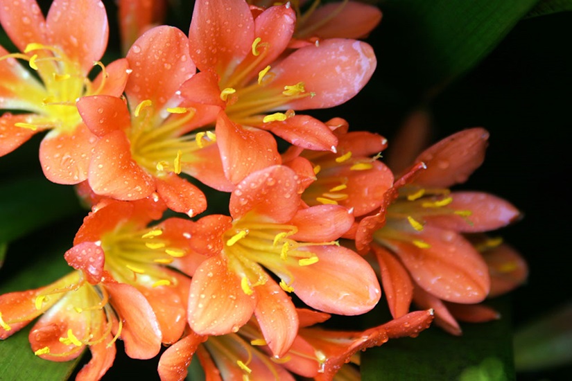 miniata