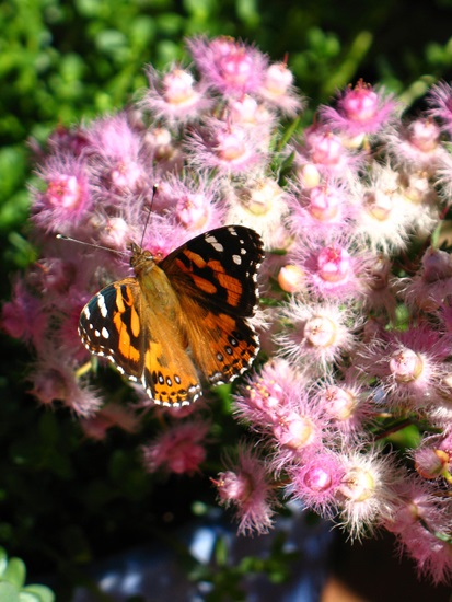 monadelpha