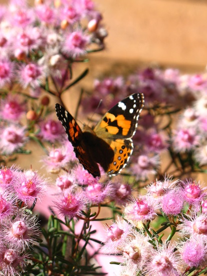 monadelpha