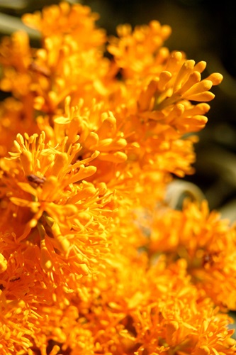 nuytsia floribunda