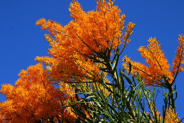 nuytsia floribunda