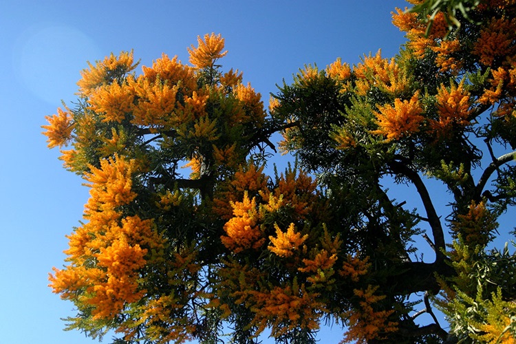 nuytsia floribunda