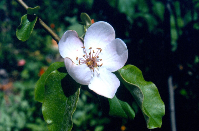 oblonga