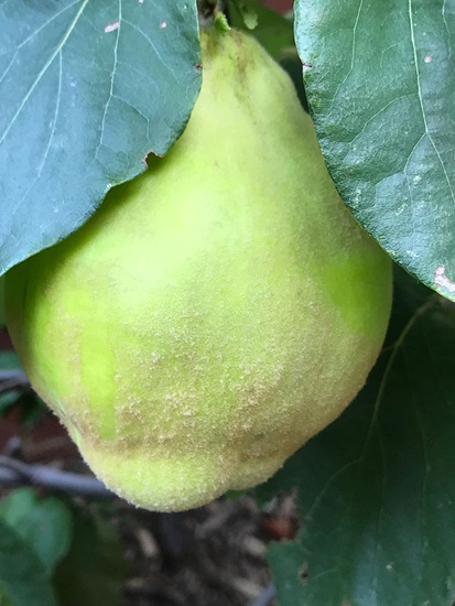 oblonga